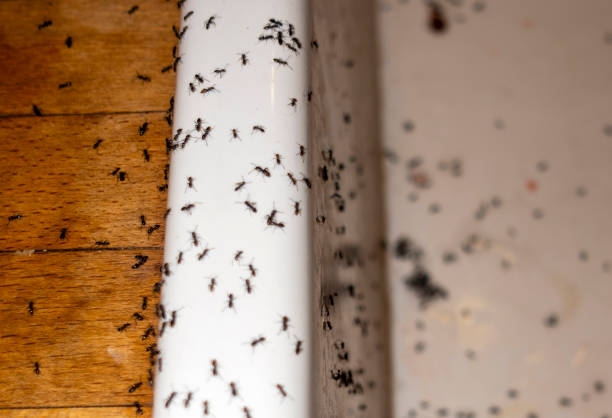 Best Pest Control Near Me in Eagle Lake, MN
